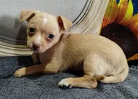 Morky-Chi #1 FeM, a female Maltese for sale in Marlow, OK – 2 of 2