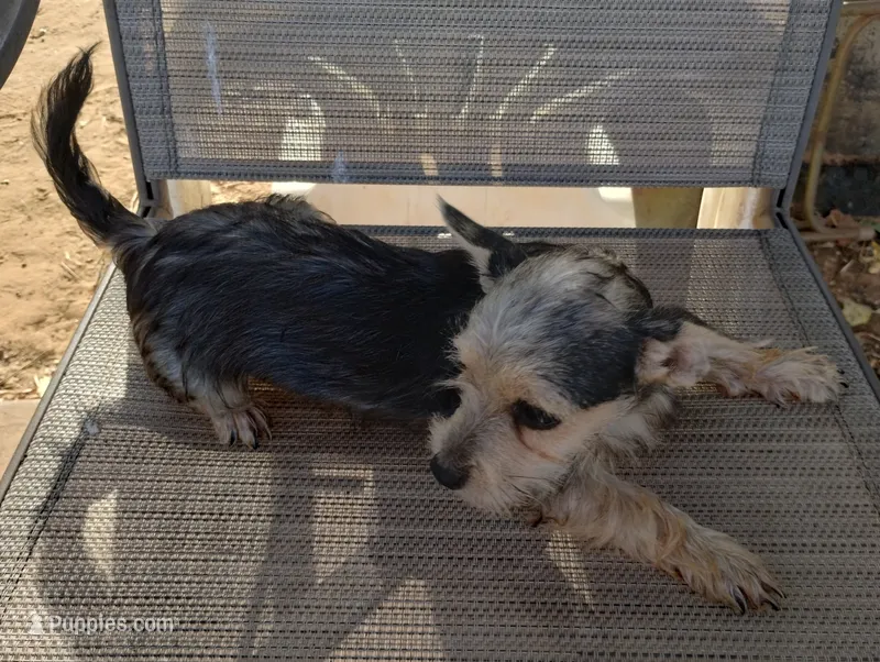Male#1 – Chihuahua puppy for sale in Marlow, OK