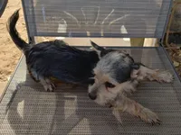 Male#1, a male Chihuahua for sale in Marlow, OK – 1 of 7