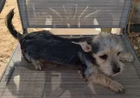 Male#1, a male Chihuahua for sale in Marlow, OK – 6 of 7