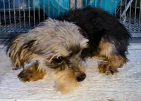 Male #2 , a male Yorkshire Terrier for sale in Marlow, OK – 3 of 4
