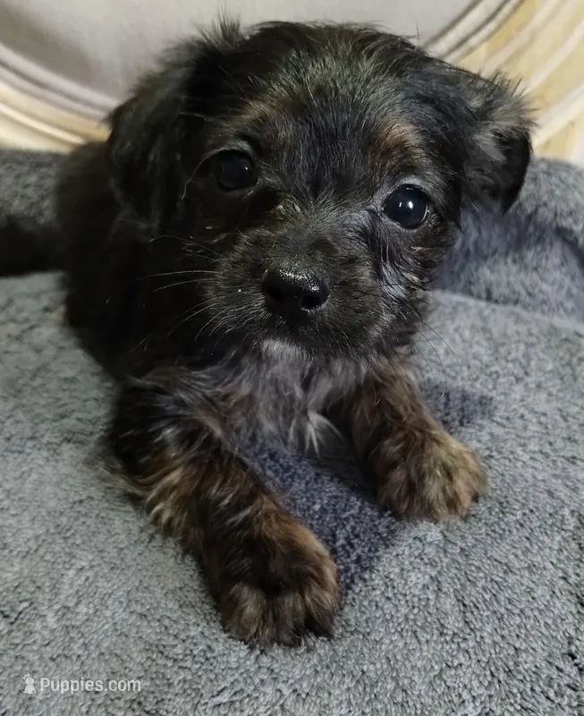 Morky-Chi #2 FeM – Maltese puppy for sale in Marlow, OK