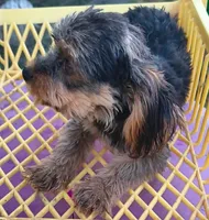 Make #1 , a male Yorkshire Terrier for sale in Marlow, OK – 3 of 6