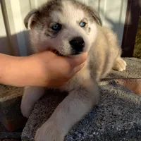 #1 Male Husky, a male Siberian Husky for sale in Marlow, OK – Photo 4 of 6