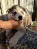 processed/03cec656-2c93-454c-8307-3cc143e9f16c/listing/e92681ba-2189-49bb-b010-c4873d04de90/12884152-e587-42ed-aa81-77c935d5fb4d