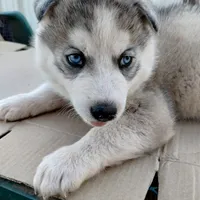 #1 Male Husky, a male Siberian Husky for sale in Marlow, OK – Photo 5 of 6