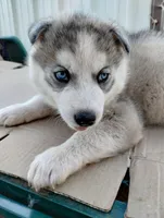 processed/03cec656-2c93-454c-8307-3cc143e9f16c/listing/e92681ba-2189-49bb-b010-c4873d04de90/25c24749-f858-4950-834a-df8c1b6c2c34