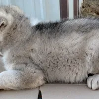 #1 Male Husky, a male Siberian Husky for sale in Marlow, OK – Photo 3 of 6