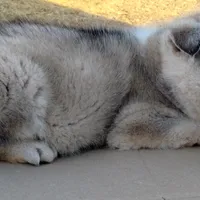 #1 Male Husky, a male Siberian Husky for sale in Marlow, OK – Photo 2 of 6