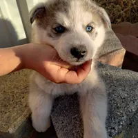 #1 Male Husky, a male Siberian Husky for sale in Marlow, OK – Photo 6 of 6