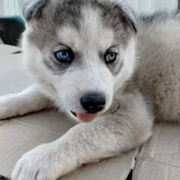 #1 Male Husky, a male Siberian Husky for sale in Marlow, OK – Photo 1 of 6