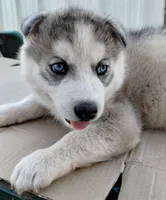 processed/03cec656-2c93-454c-8307-3cc143e9f16c/listing/e92681ba-2189-49bb-b010-c4873d04de90/c4632839-a009-4619-a640-6ed905d2af67