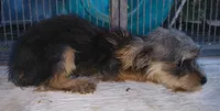 Male #2 , a male Yorkshire Terrier for sale in Marlow, OK – 4 of 4