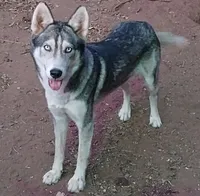 King , a male Alaskan Husky for sale in Marlow, OK – 3 of 6