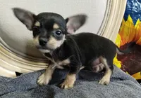 Morky-Chi , a male Maltese for sale in Marlow, OK – 2 of 2