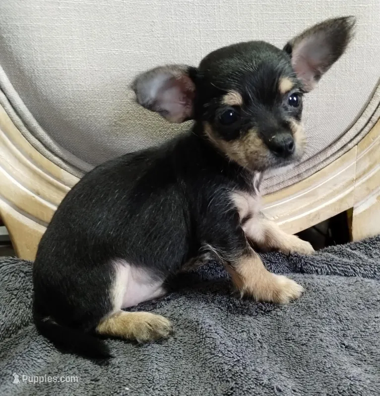 Morky-Chi  – Maltese puppy for sale in Marlow, OK