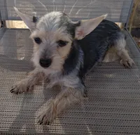 Male#1, a male Chihuahua for sale in Marlow, OK – 7 of 7