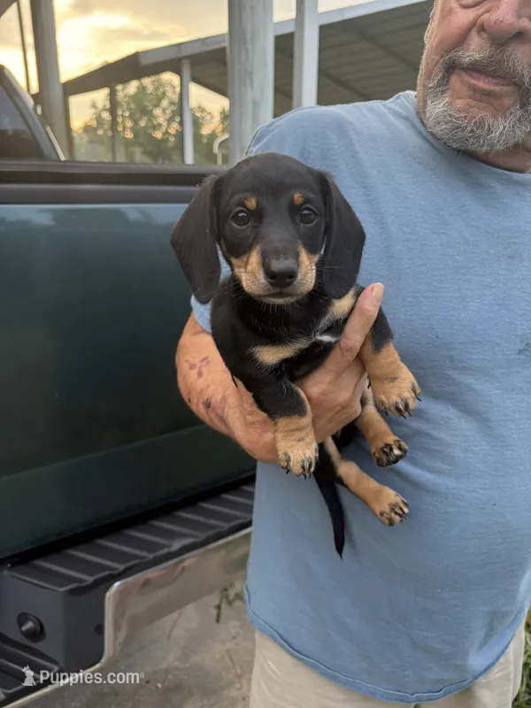 Bouncer – Miniature Dachshund puppy for sale in Dunn, NC
