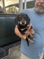 Bouncer, a male Miniature Dachshund for sale in Dunn, NC – 1 of 2