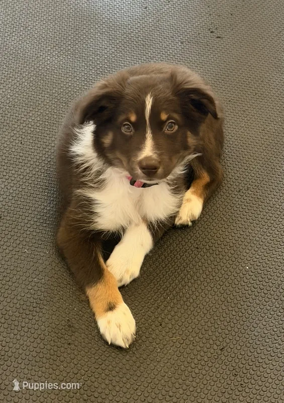 Two-tone  – Australian Shepherd puppy for sale in Bellefontaine, OH