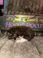 Cadpig , a female Australian Shepherd for sale in Bellefontaine, OH – 2 of 5