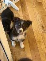 Dipstick , a female Australian Shepherd for sale in Bellefontaine, OH – 3 of 8
