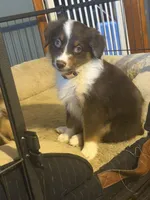 Deja, a female Australian Shepherd for sale in Bellefontaine, OH – 5 of 5