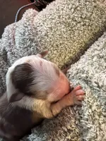 Fidget, a male Australian Shepherd for sale in Bellefontaine, OH – 3 of 4