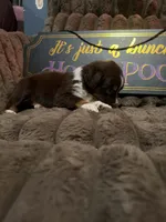 Two-tone , a female Australian Shepherd for sale in Bellefontaine, OH – 4 of 6