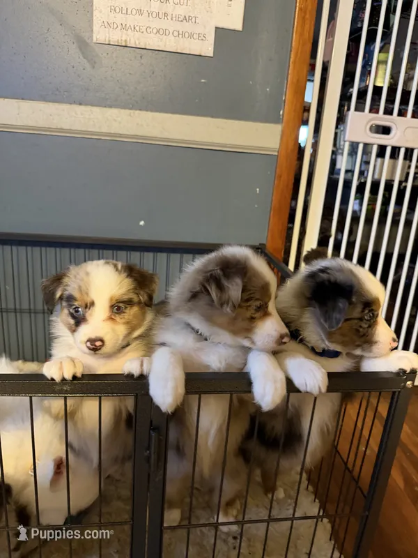 Prada – Australian Shepherd puppy for sale in Bellefontaine, OH