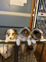 Prada, a female Australian Shepherd for sale in Bellefontaine, OH – 1 of 4