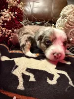 Spade, a female Australian Shepherd for sale in Bellefontaine, OH – Photo 9 of 9