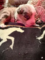 Spade, a female Australian Shepherd for sale in Bellefontaine, OH – Photo 3 of 9