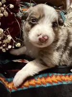 Spade, a female Australian Shepherd for sale in Bellefontaine, OH – Photo 7 of 9