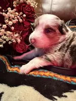 Spade, a female Australian Shepherd for sale in Bellefontaine, OH – Photo 8 of 9