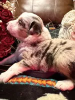 Spade, a female Australian Shepherd for sale in Bellefontaine, OH – Photo 5 of 9