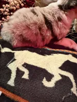 Spade, a female Australian Shepherd for sale in Bellefontaine, OH – Photo 2 of 9