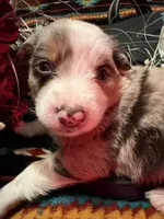Spade, a female Australian Shepherd for sale in Bellefontaine, OH – Photo 1 of 9