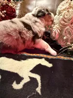 Spade, a female Australian Shepherd for sale in Bellefontaine, OH – Photo 4 of 9