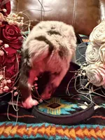 Spade, a female Australian Shepherd for sale in Bellefontaine, OH – Photo 6 of 9