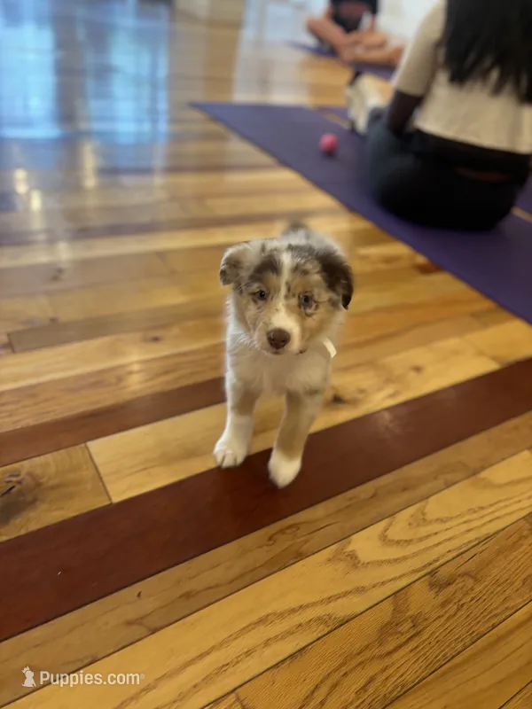 Rolly  – Australian Shepherd puppy for sale in Bellefontaine, OH