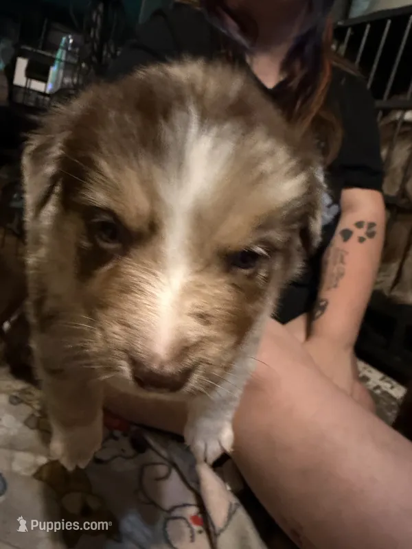 Persephone  – Australian Shepherd puppy for sale in Bellefontaine, OH