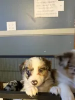 Prada, a female Australian Shepherd for sale in Bellefontaine, OH – 2 of 4