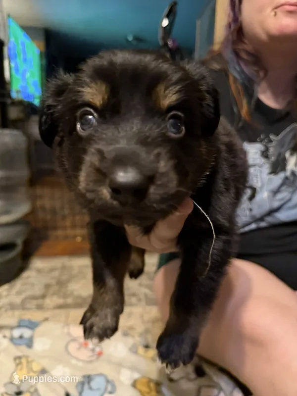 Snape – Australian Shepherd puppy for sale in Bellefontaine, OH