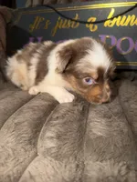 Jewel, a female Australian Shepherd for sale in Bellefontaine, OH – 3 of 6