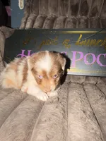 Jewel, a female Australian Shepherd for sale in Bellefontaine, OH – 2 of 6