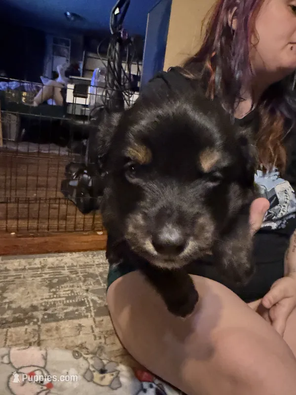 Lupin – Australian Shepherd puppy for sale in Bellefontaine, OH
