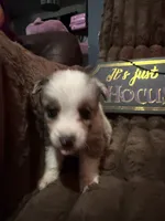 Pongo , a male Australian Shepherd for sale in Bellefontaine, OH – 3 of 5