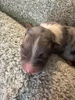 Spotty , a male Australian Shepherd for sale in Bellefontaine, OH – 3 of 4