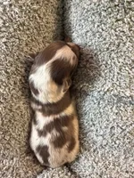 Penny , a female Australian Shepherd for sale in Bellefontaine, OH – 2 of 4
